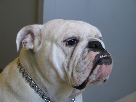 English bulldog. (Image: Wikimedia Commons)